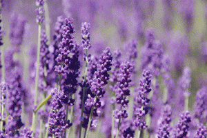 Những cánh đồng hoa lavender nổi tiếng ở Đà Lạt đẹp mê hồn